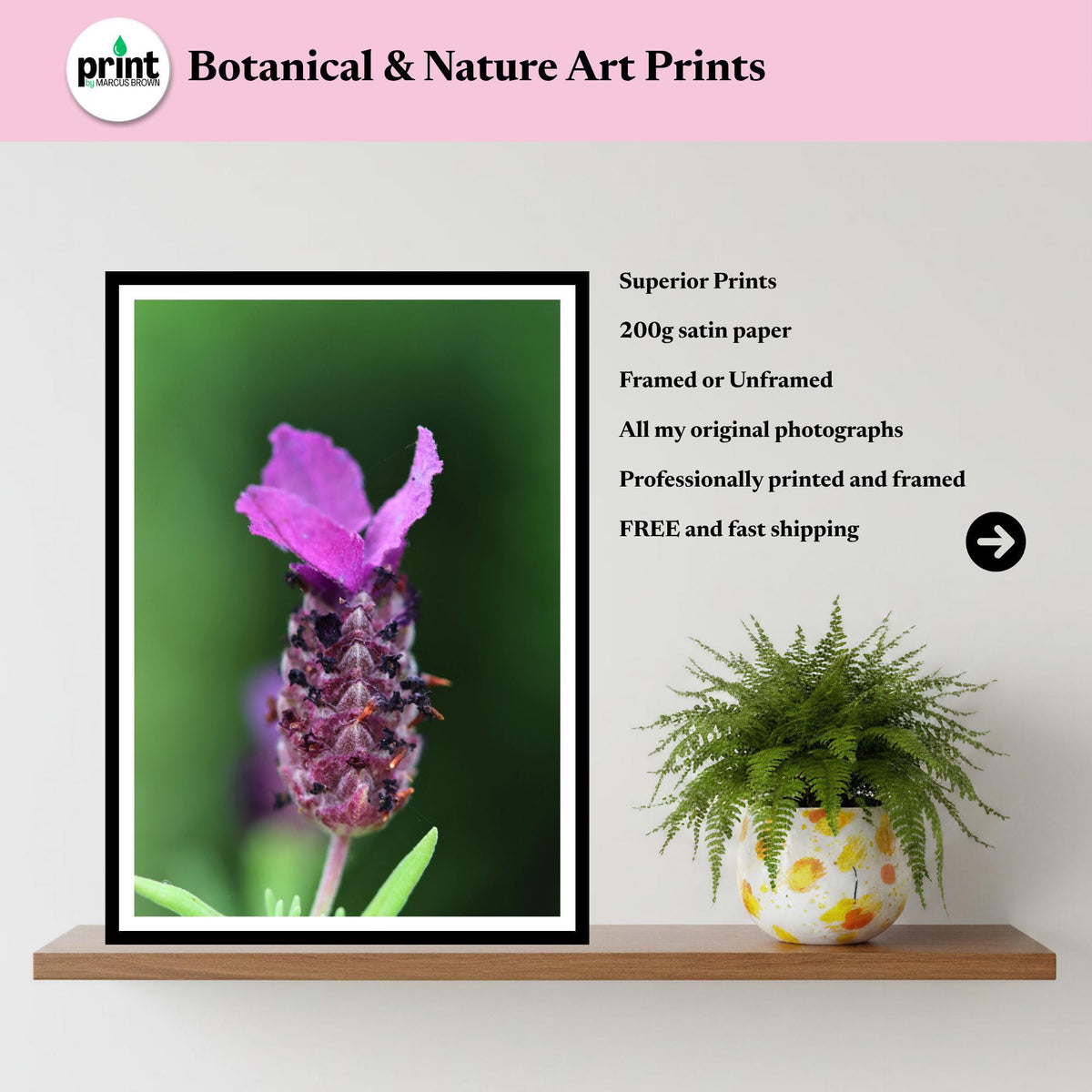 French Lavender Print | Purple Flower Macro Botanical Wall Art
