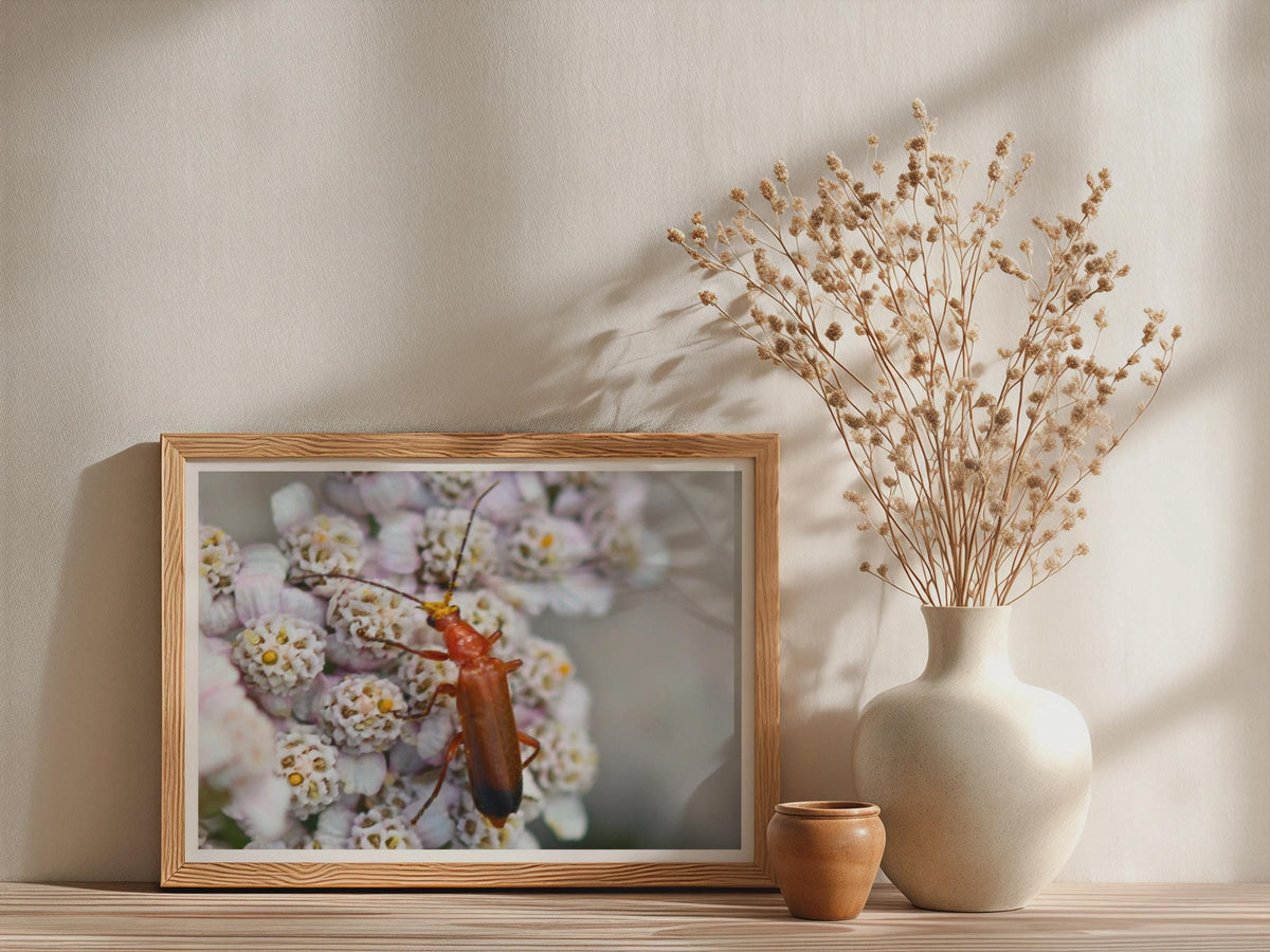 Red Soldier Beetle Poster, Wildlife Macro Photography Print, Insect Wall Art, Framed-Print, Nature Lover Gift, British Wildlife Decor