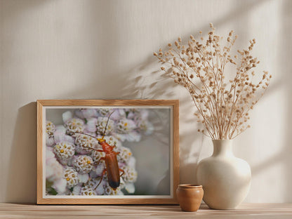 Red Soldier Beetle Poster, Wildlife Macro Photography Print, Insect Wall Art, Framed-Print, Nature Lover Gift, British Wildlife Decor