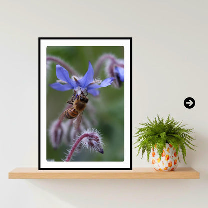 Macro Honey Bee Botanical Art Print | Blue Floral Nature Photography, Cottagecore Decor