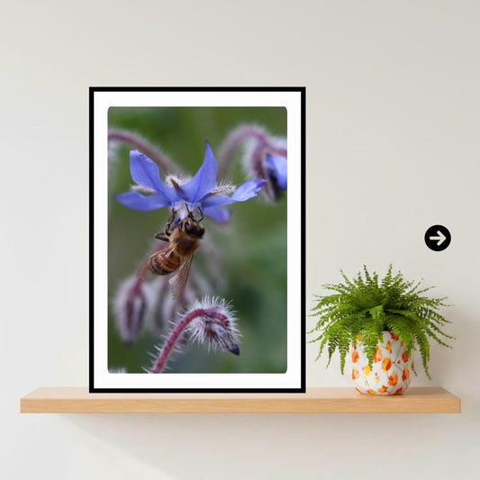 Macro Honey Bee Botanical Art Print | Blue Floral Nature Photography, Cottagecore Decor
