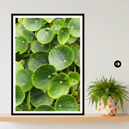Chinese Money Plant Print | Eden Project Cornwall Botanical Wall Art Photography | Green Leaf Decor for Nature Lovers and Modern Spaces