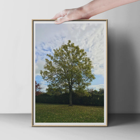Autumn Tree Portrait Poster, Solitary Tree Print, Nature Photography Wall Art, Green and Blue Sky, Woodland Garden Landscape Print