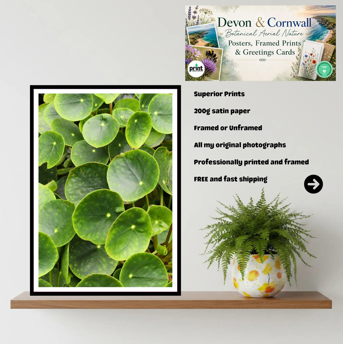 Chinese Money Plant Print | Eden Project Cornwall Botanical Wall Art Photography | Green Leaf Decor for Nature Lovers and Modern Spaces