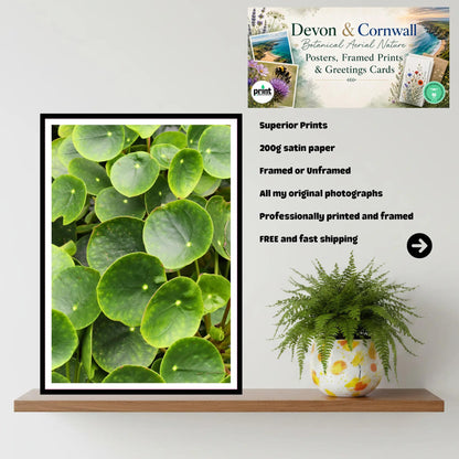 Chinese Money Plant Print | Eden Project Cornwall Botanical Wall Art Photography | Green Leaf Decor for Nature Lovers and Modern Spaces