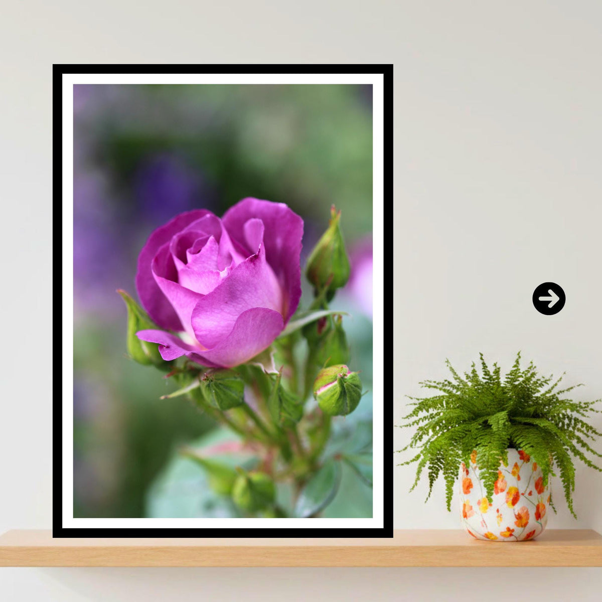 Purple Rose Print: Botanical Fine Art Floral Photography Poster