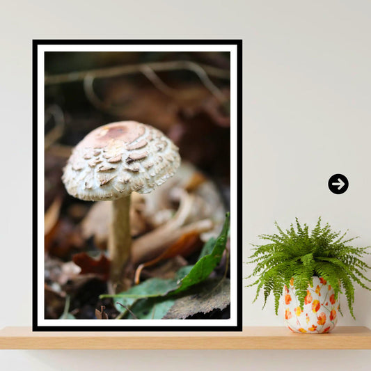 Parasol Mushroom Fungi Print Art | Woodland Nature Photography | Botanical Wall Decor | Archival Paper | Unique Gift Mycology Enthusiasts