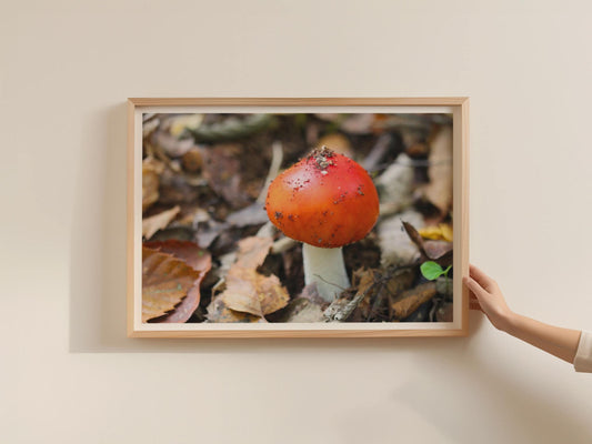 Red Toadstool Fungi Poster, Woodland Mushroom Framed Print, Autumn Forest Nature Wall Art, Russula Photography Print