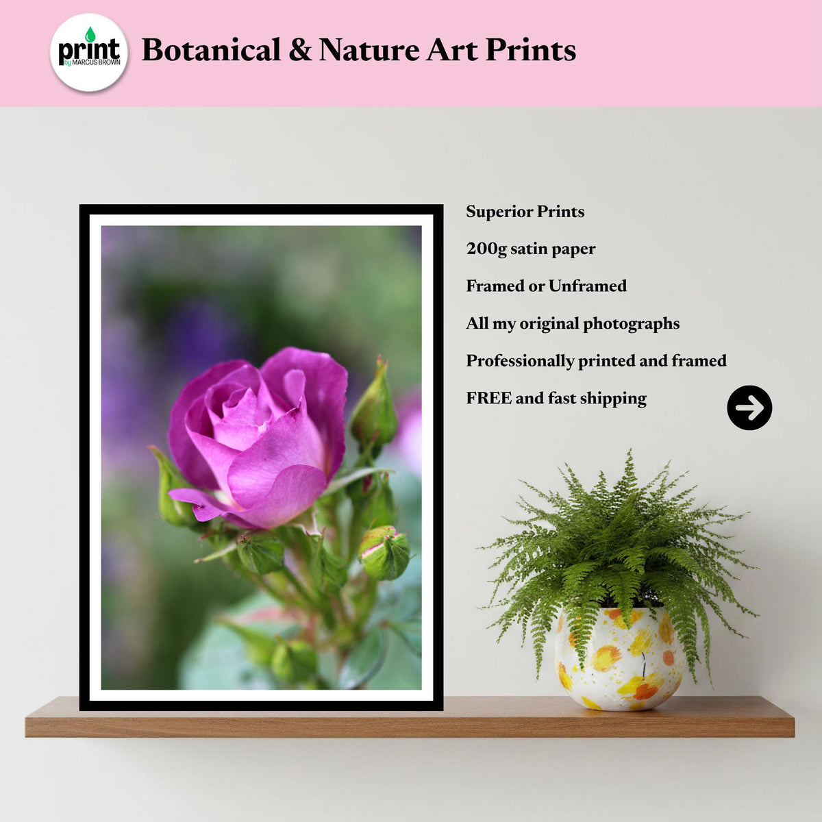 Purple Rose Print: Botanical Fine Art Floral Photography Poster