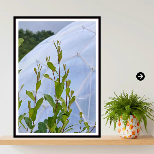 Tender green shoots at Eden Project Biome, Cornwall — Wall Art Photography Print