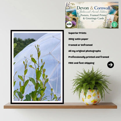 Tender green shoots at Eden Project Biome, Cornwall — Wall Art Photography Print