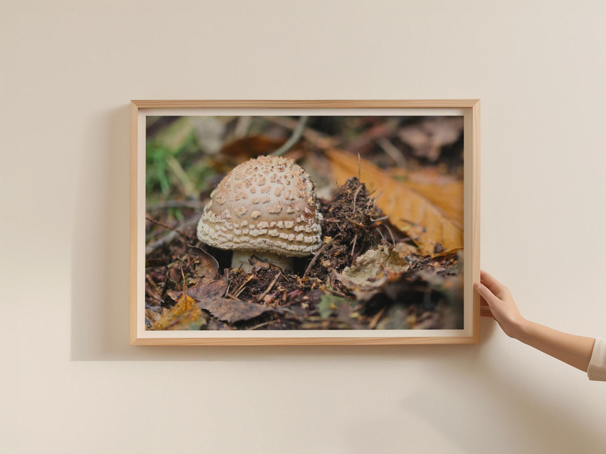 Fungi Mushroom Poster, Forest Floor Nature Print, Autumn Woodland Framed-Print, Brown Earthy Tones, Botanical Wall Art, Nature Lover Gift