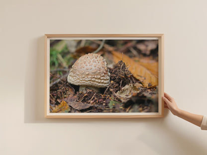 Fungi Mushroom Poster, Forest Floor Nature Print, Autumn Woodland Framed-Print, Brown Earthy Tones, Botanical Wall Art, Nature Lover Gift