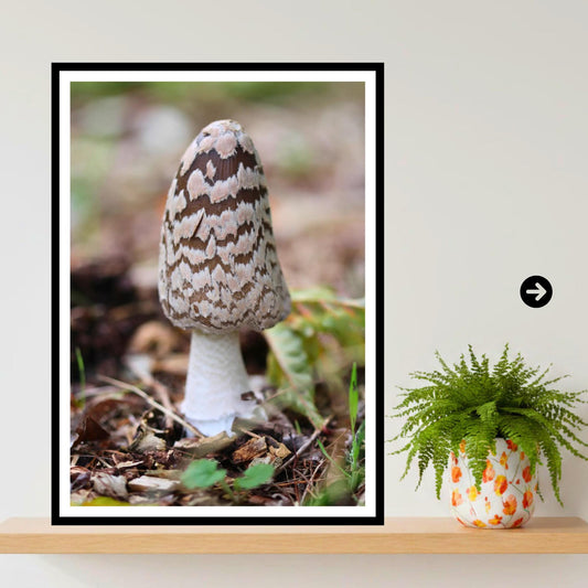 Shaggy Mane Fungi Print Art, Mushroom Nature Photography, Woodland Decor, Botanical Archival Print, Fungi Collection, FSC Certified Decor