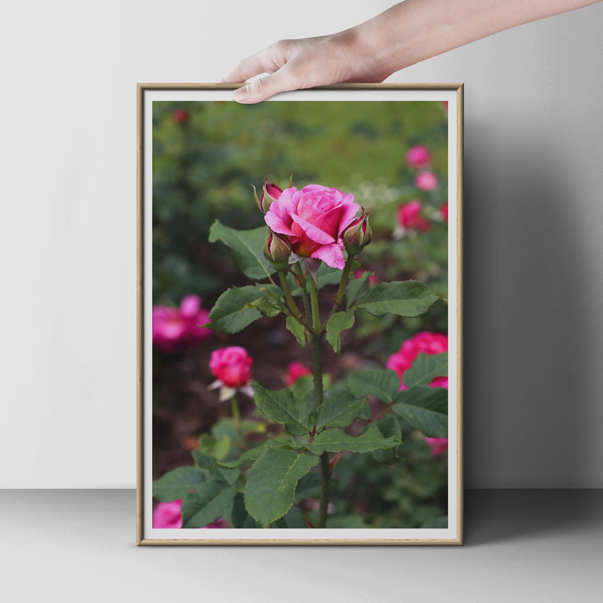 Pink Rose Bud Photograph, Garden Rose Poster, Floral Wall Art, Botanical Print, Rose Photography, Nature Lover Gift, Living Room Decor
