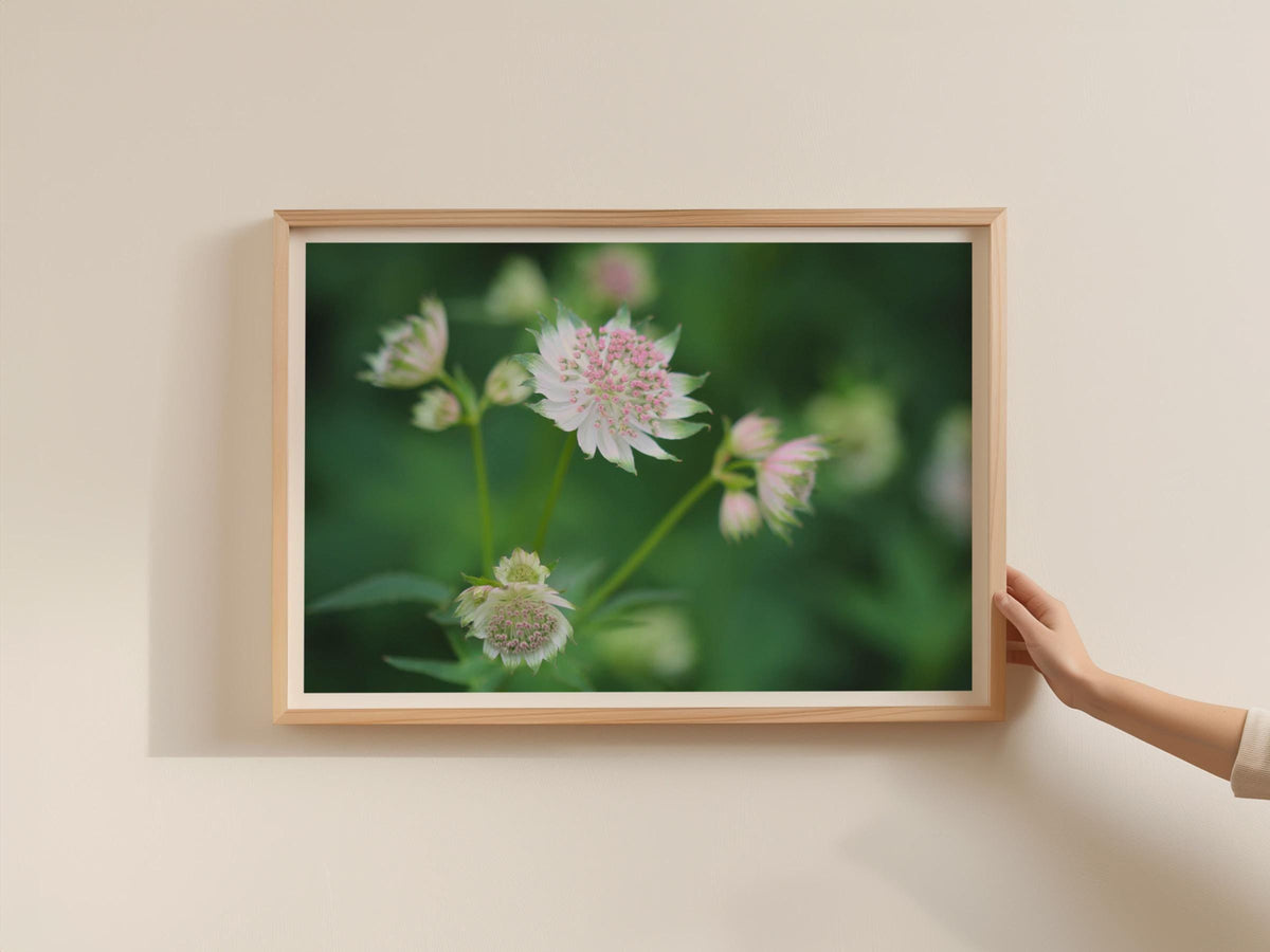Astrantia Flower Poster, Pink White Botanical Framed-Print, Garden Floral Wall Art, Nature Photography Print, Green Cottage Core Decor