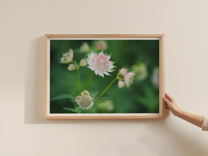 Astrantia Flower Poster, Pink White Botanical Framed-Print, Garden Floral Wall Art, Nature Photography Print, Green Cottage Core Decor