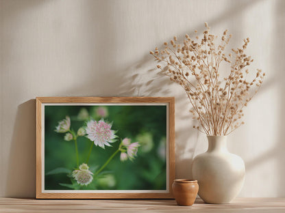 Astrantia Flower Poster, Pink White Botanical Framed-Print, Garden Floral Wall Art, Nature Photography Print, Green Cottage Core Decor
