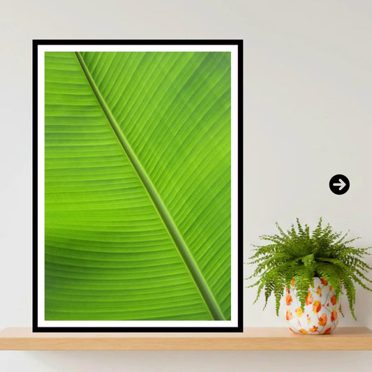 Banana Leaf Close-Up — Eden Project Cornwall Wall Art Photography Print