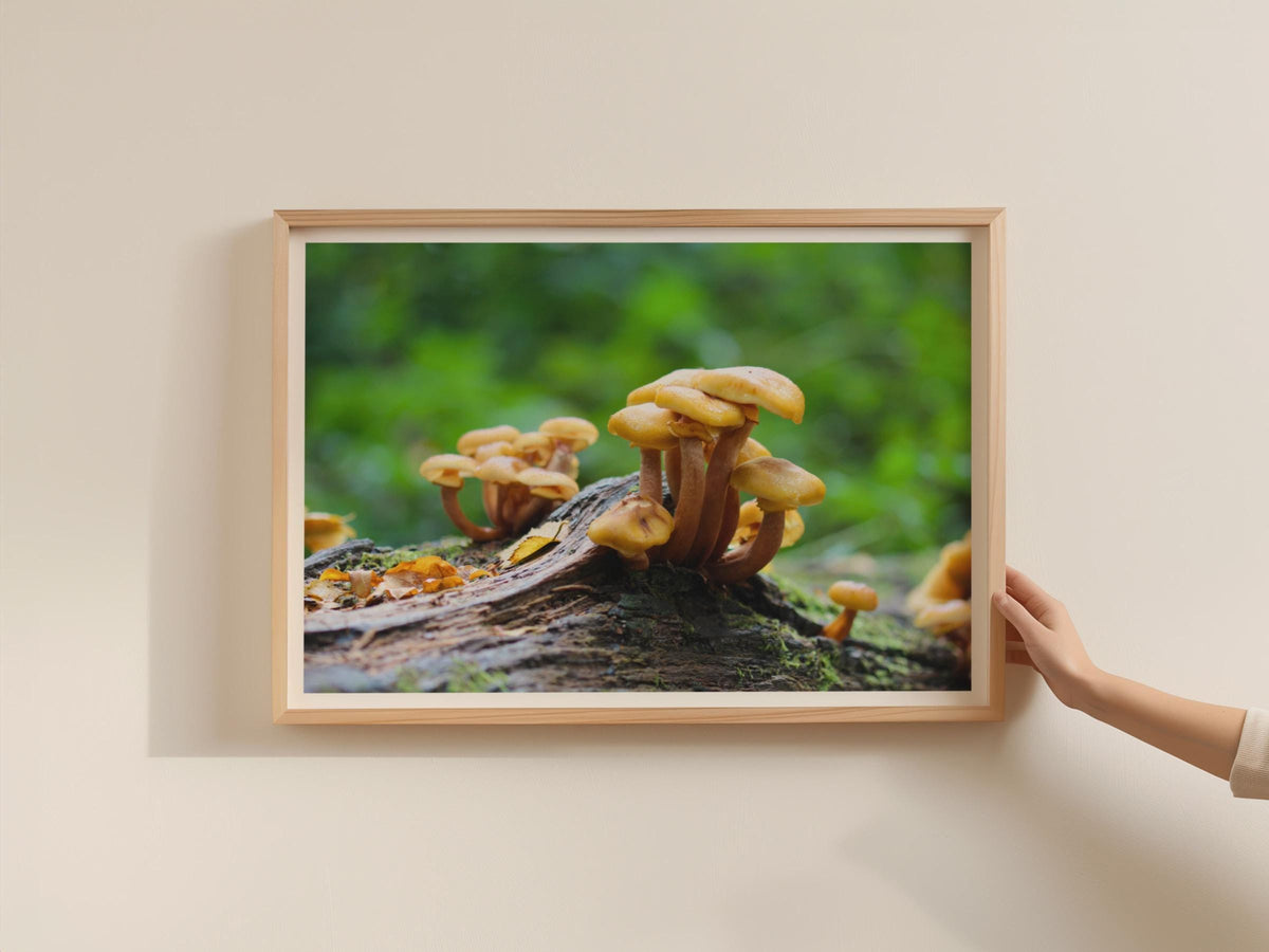 Wild Fungi Photography Poster, Woodland Mushroom Framed-Print, Golden Honey Fungus Wall Art, Nature Forest Decor, Autumn Botanical Print