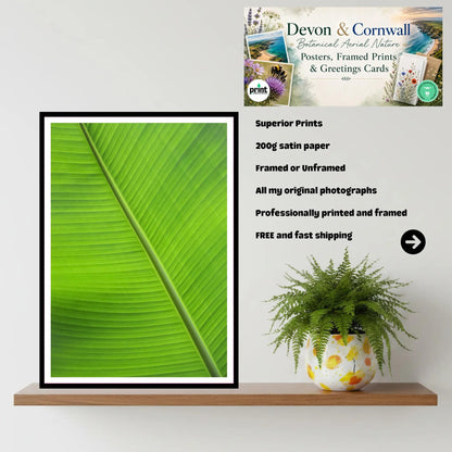 Banana Leaf Close-Up — Eden Project Cornwall Wall Art Photography Print