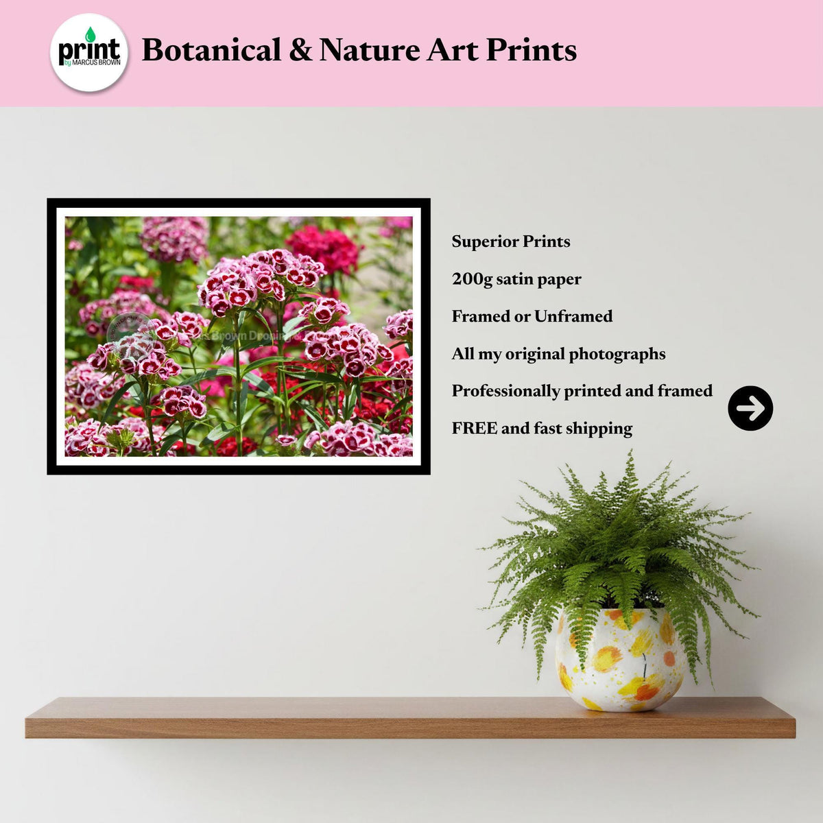 Sweet William Flowers Print | Cottage Garden Floral Wall Art