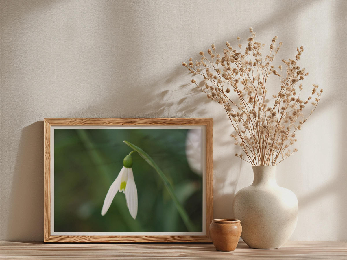 Snowdrop Flower Poster, Close Up Botanical Framed-Print, White Green Spring Floral Wall Art, Nature Photography Print, Galanthus Decor