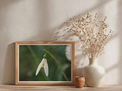 Snowdrop Flower Poster, Close Up Botanical Framed-Print, White Green Spring Floral Wall Art, Nature Photography Print, Galanthus Decor