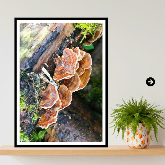 Turkey Tail Fungi Print Art, Nature Photography, Woodland Decor, Botanical Mushroom Wall Art, Forest Gift, Mycology Photograph