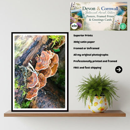 Turkey Tail Fungi Print Art, Nature Photography, Woodland Decor, Botanical Mushroom Wall Art, Forest Gift, Mycology Photograph