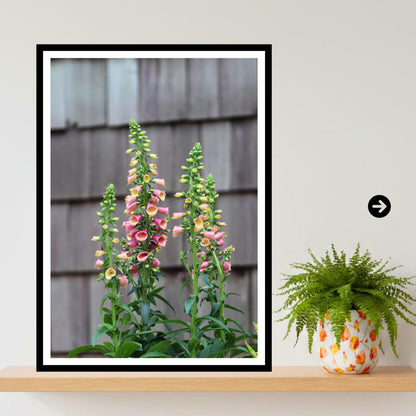 Foxglove Flower Print | Cottage Garden Botanical Wall Art