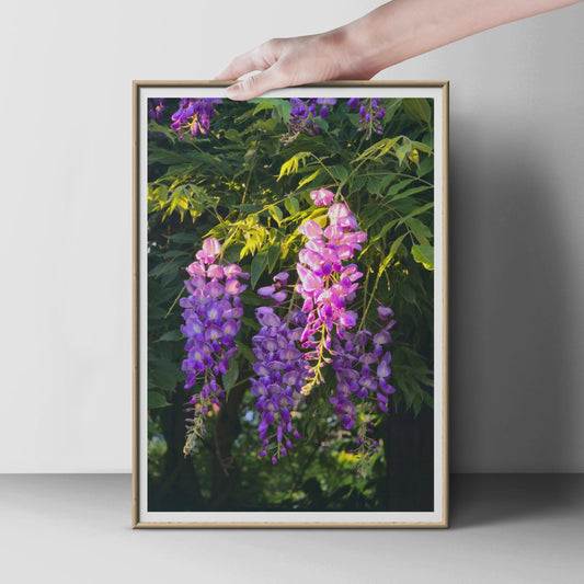 Wisteria Flower Poster, Purple Pink Botanical Wall Art, Hanging Blooms Photography Print, Spring Garden Floral Home Decor, Nature Lover Gift
