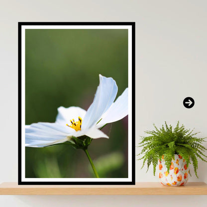 White Cosmos Flower Print, Minimalist Botanical Photography, Elegant Floral Decor