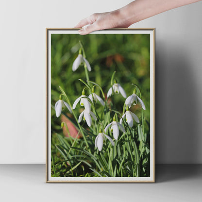 Snowdrop Flower Photo Print, White Spring Flowers Wall Art, Botanical Poster, Garden Photography, Green and White Nature Print for Home