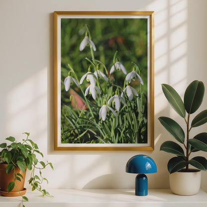 Snowdrop Flower Photo Print, White Spring Flowers Wall Art, Botanical Poster, Garden Photography, Green and White Nature Print for Home