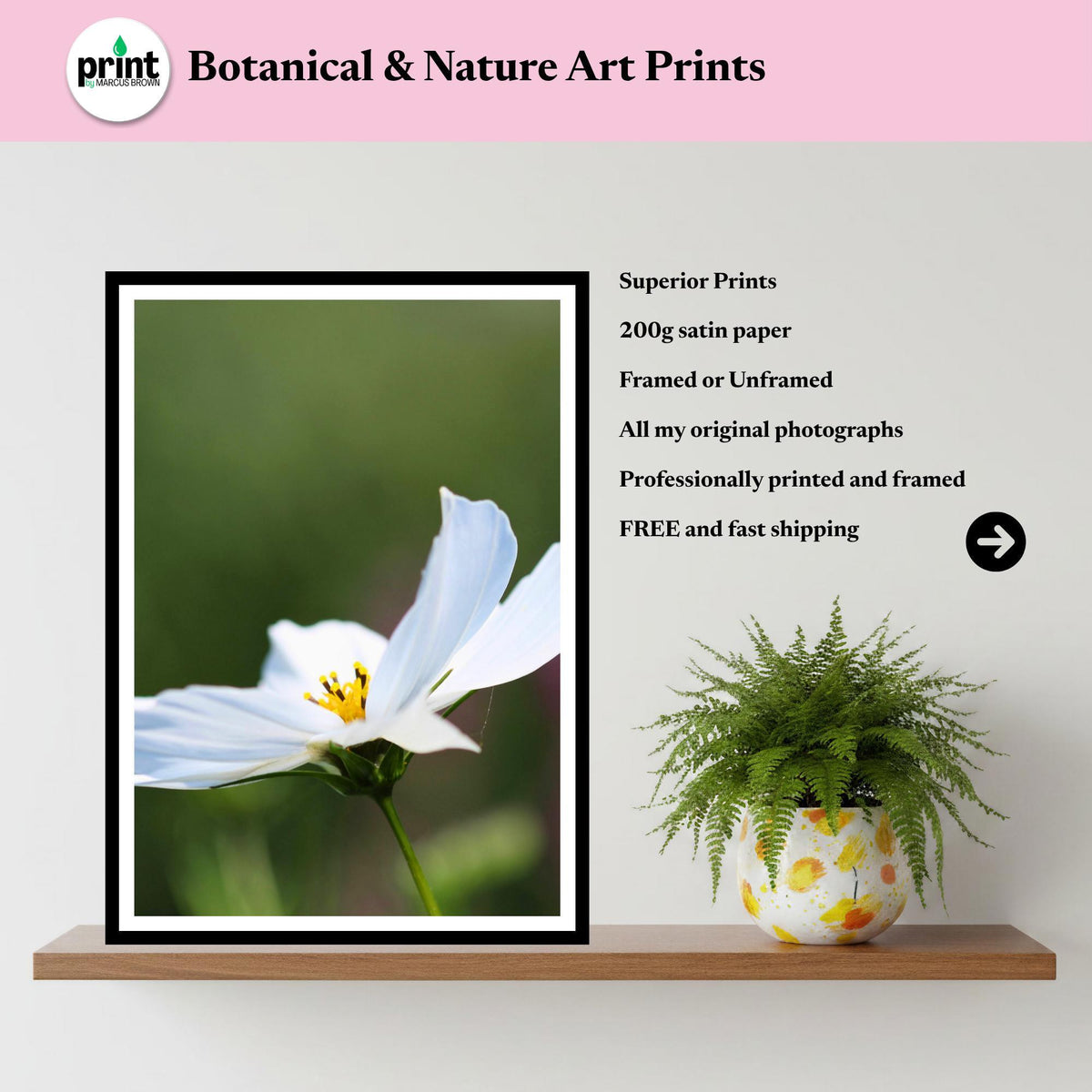White Cosmos Flower Print, Minimalist Botanical Photography, Elegant Floral Decor
