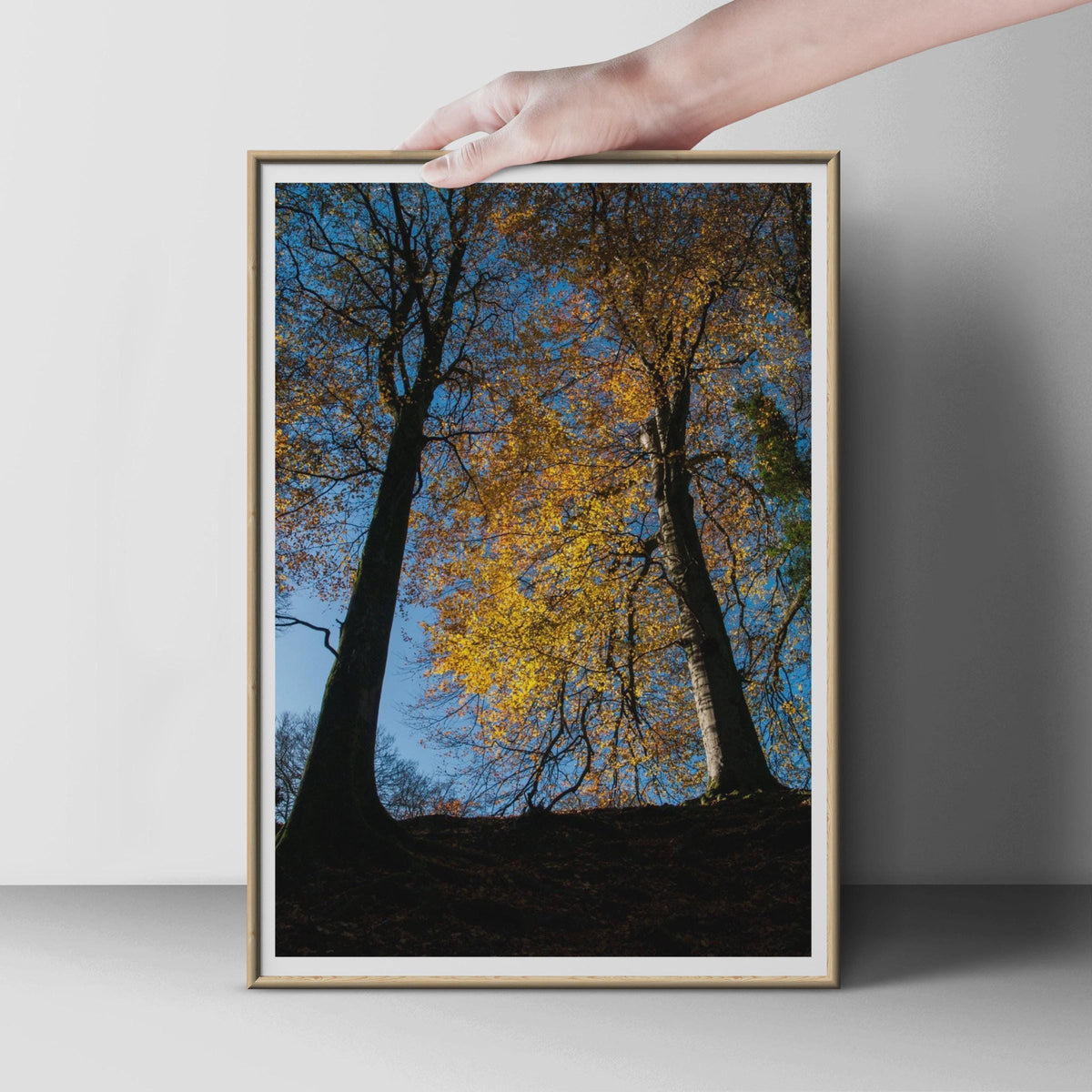 Autumn Trees Photography Poster, Golden Woodland Wall Art, Fall Forest Print, Yellow Leaves Blue Sky, Nature Photo, Living Room Decor