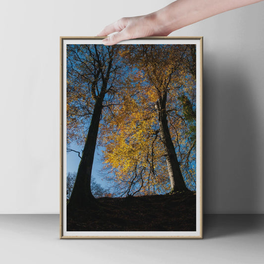 Autumn Trees Photography Poster, Golden Woodland Wall Art, Fall Forest Print, Yellow Leaves Blue Sky, Nature Photo, Living Room Decor