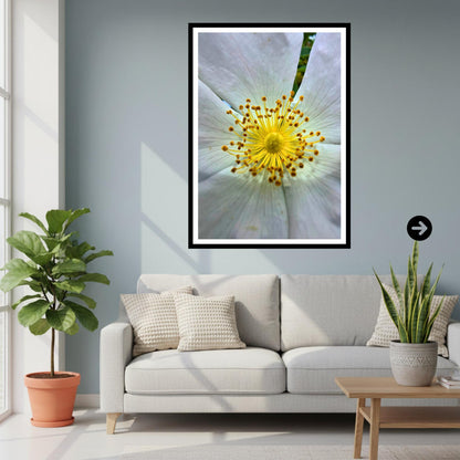 White Wild Rose Macro Print | Botanical Flower Wall Art, Nature Photograph