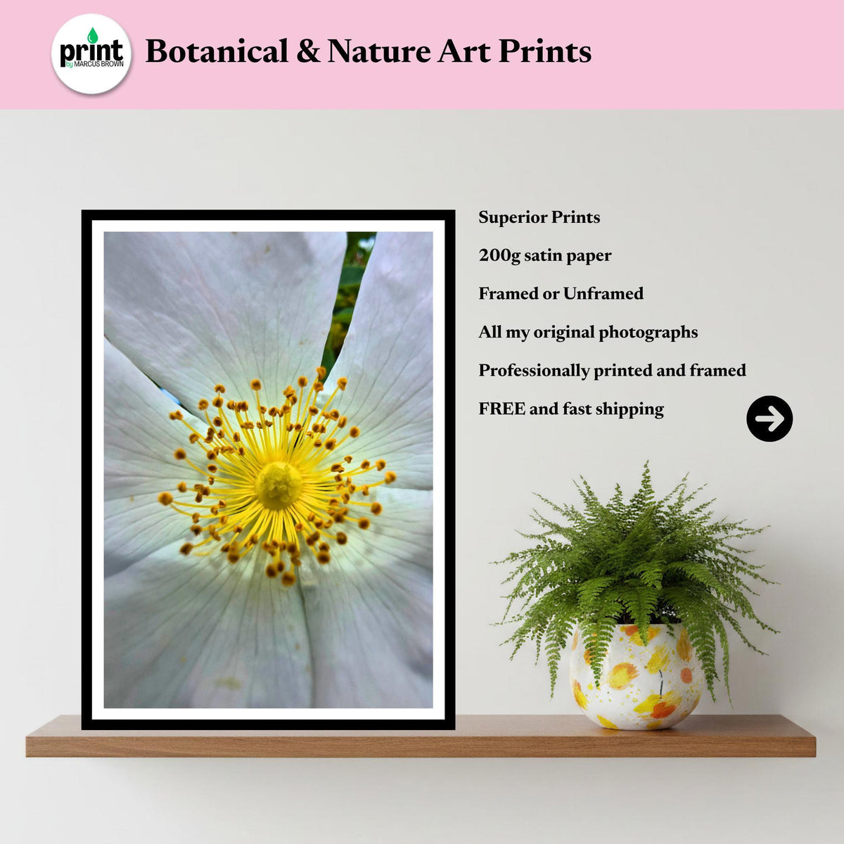 White Wild Rose Macro Print | Botanical Flower Wall Art, Nature Photograph