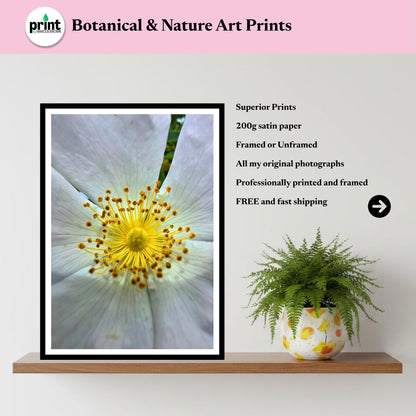 White Wild Rose Macro Print | Botanical Flower Wall Art, Nature Photograph
