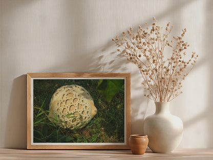 Giant Puffball Mushroom Poster mockup - Neutral_Mockup_Studio_509