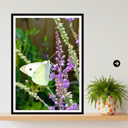 Cabbage White Butterfly Print | Wildlife Garden Photography Wall Art