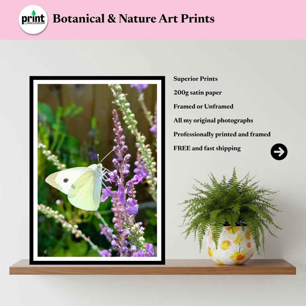 Cabbage White Butterfly Print | Wildlife Garden Photography Wall Art