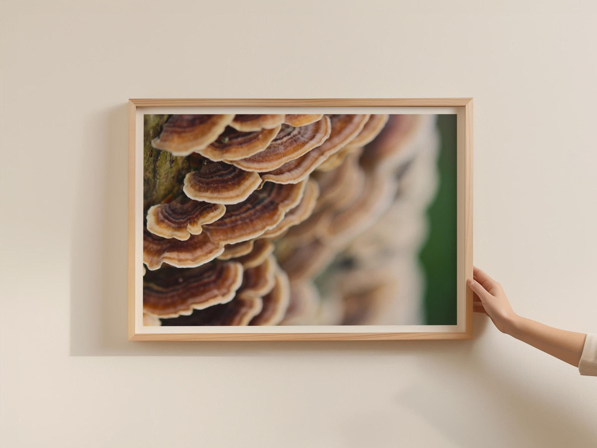 Turkey Tail Fungi Poster, Bracket Mushroom Framed-Print, Nature Photography Wall Art, Forest Fungi Brown Tan Woodland Decor, Mycology Gift