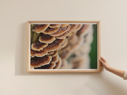 Turkey Tail Fungi Poster, Bracket Mushroom Framed-Print, Nature Photography Wall Art, Forest Fungi Brown Tan Woodland Decor, Mycology Gift