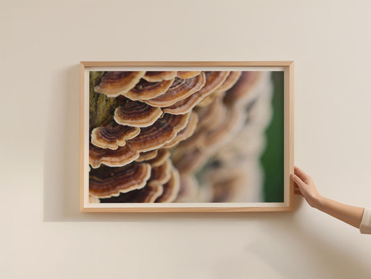 Turkey Tail Fungi Poster, Bracket Mushroom Framed-Print, Nature Photography Wall Art, Forest Fungi Brown Tan Woodland Decor, Mycology Gift