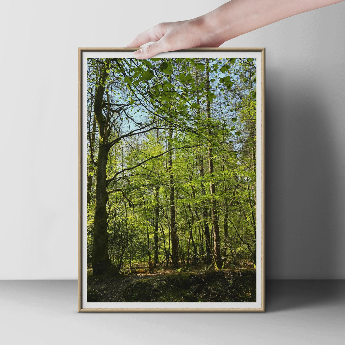 Sunlit Forest Poster, Green Woodland Trees Print, Nature Photography Wall Art, Spring Canopy, Botanical Forest Decor, Living Room Print