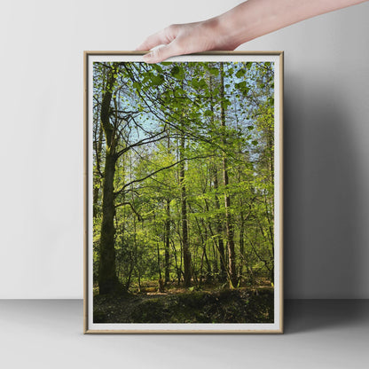 Sunlit Forest Poster, Green Woodland Trees Print, Nature Photography Wall Art, Spring Canopy, Botanical Forest Decor, Living Room Print