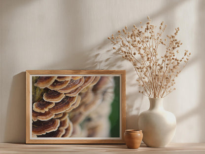 Turkey Tail Fungi Poster mockup - Neutral_Mockup_Studio_509